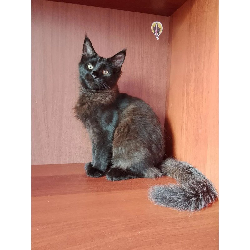 Maine Coon NOV Dark