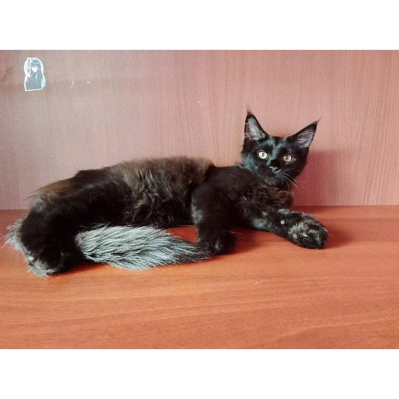 Maine Coon NOV Dark