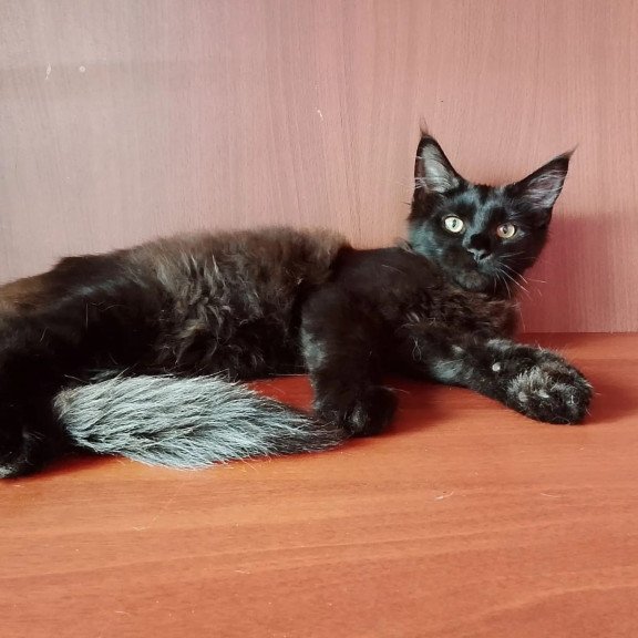 Maine Coon NOV Dark
