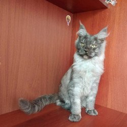 Maine Coon NOV Duke
