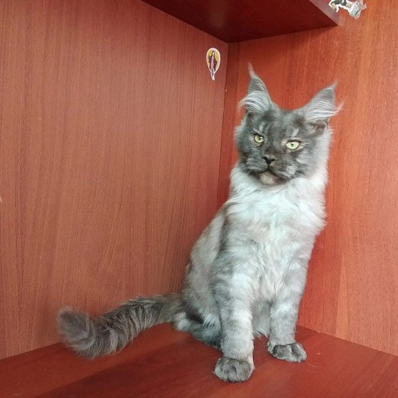 Maine Coon NOV Duke