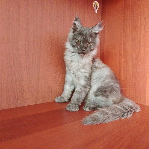 Maine Coon NOV Duke