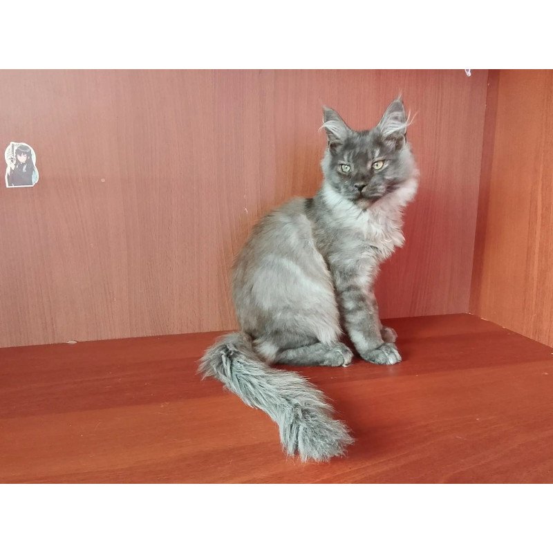 Maine Coon NOV Duke