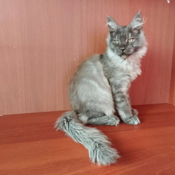 Maine Coon NOV Duke