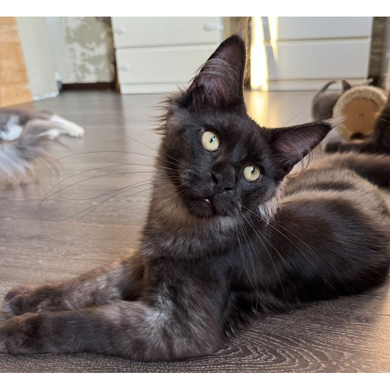 Maine Coon NOV Horus