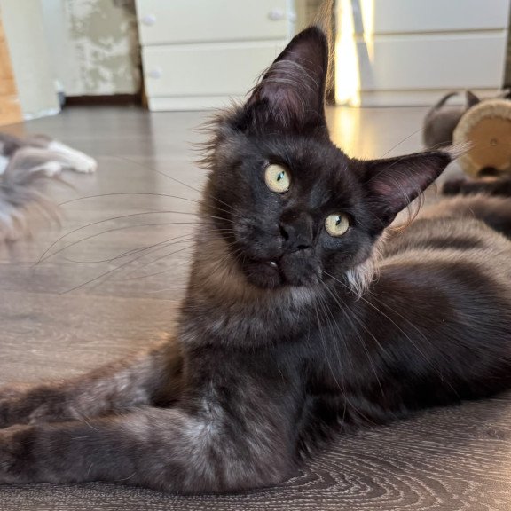 Maine Coon NOV Horus