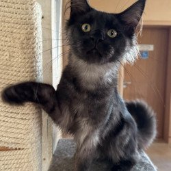 Maine Coon NOV Horus