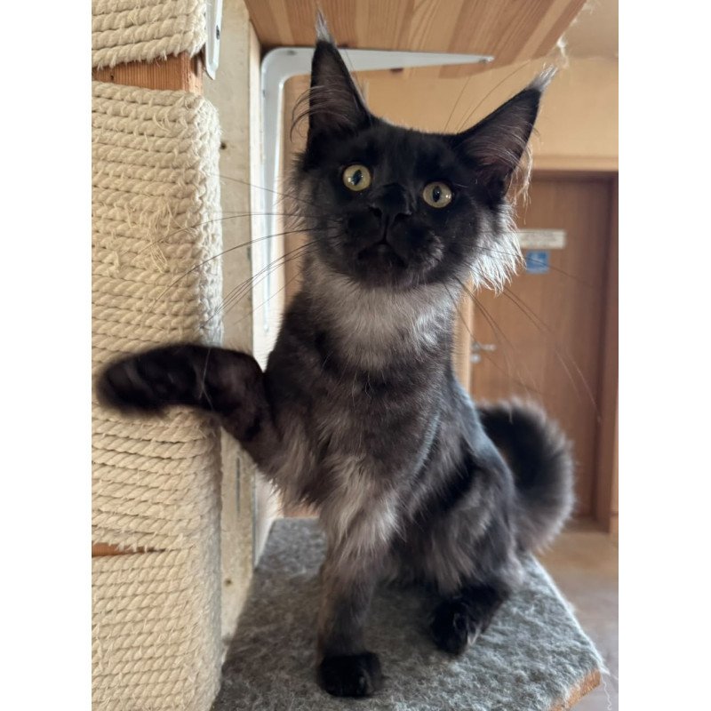 Maine Coon NOV Horus