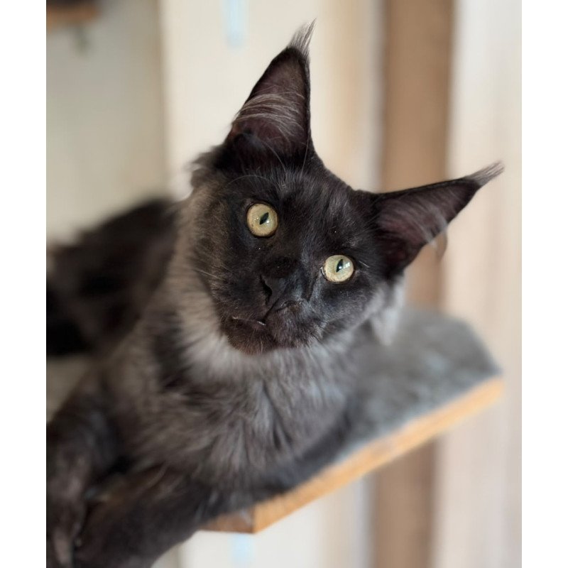 Maine Coon NOV Horus
