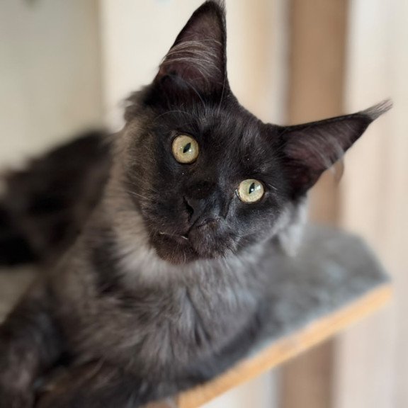 Maine Coon NOV Horus