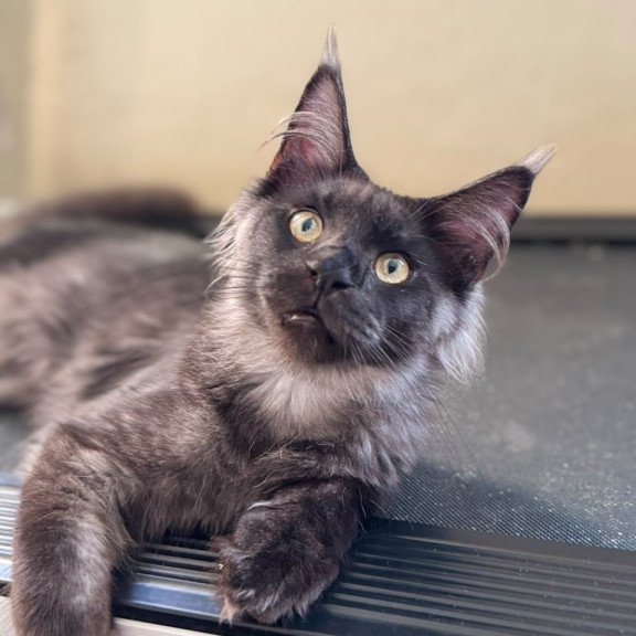 Maine Coon NOV Horus