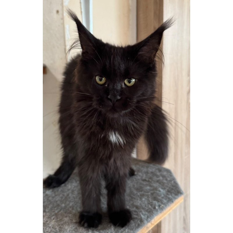 Maine Coon NOV Hebe