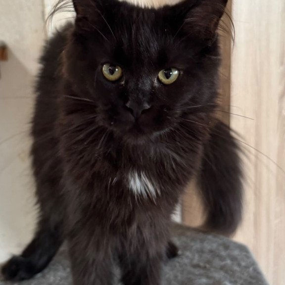 Maine Coon NOV Hebe