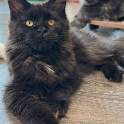 Maine Coon NOV Hebe