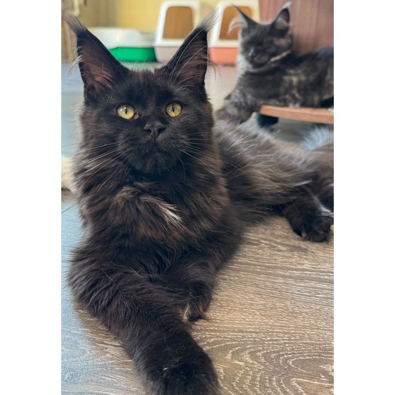 Maine Coon NOV Hebe