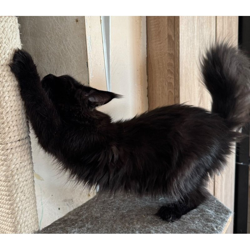 Maine Coon NOV Hebe