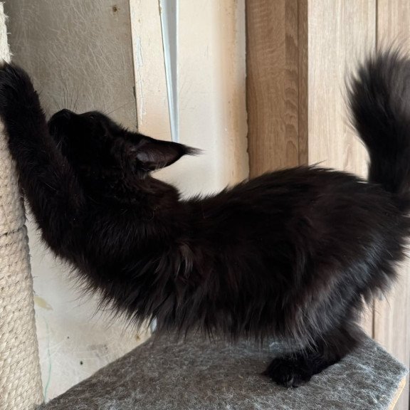 Maine Coon NOV Hebe