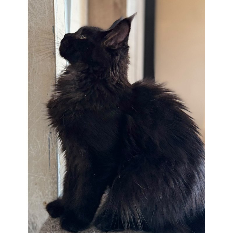 Maine Coon NOV Hebe