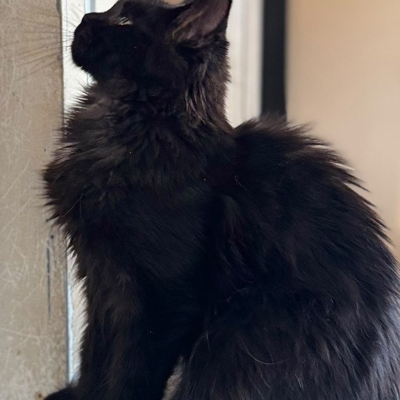 Maine Coon NOV Hebe