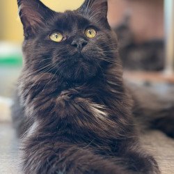 Maine Coon NOV Hebe