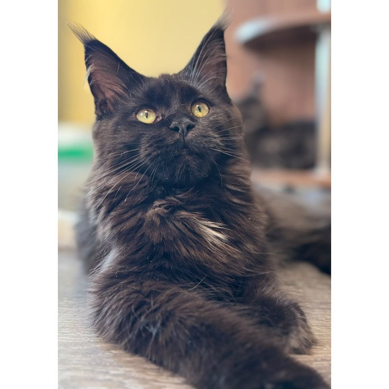 Maine Coon NOV Hebe