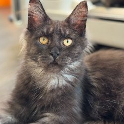 Maine Coon NOV Hesperus