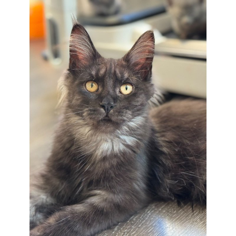 Maine Coon NOV Hesperus