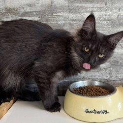 Maine Coon NOV Hesperus
