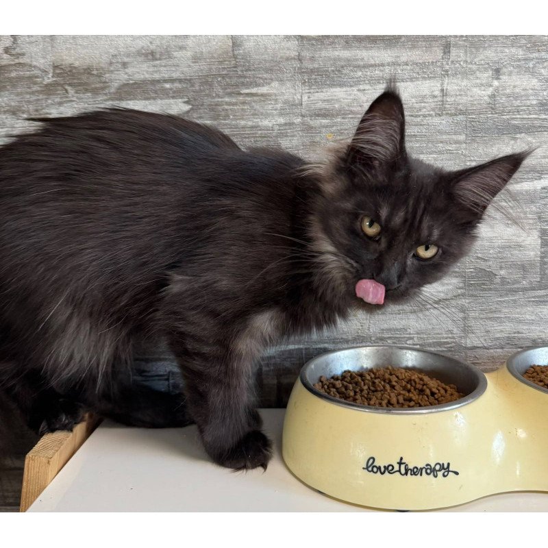 Maine Coon NOV Hesperus