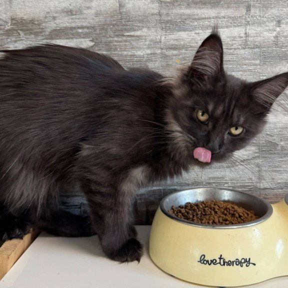 Maine Coon NOV Hesperus