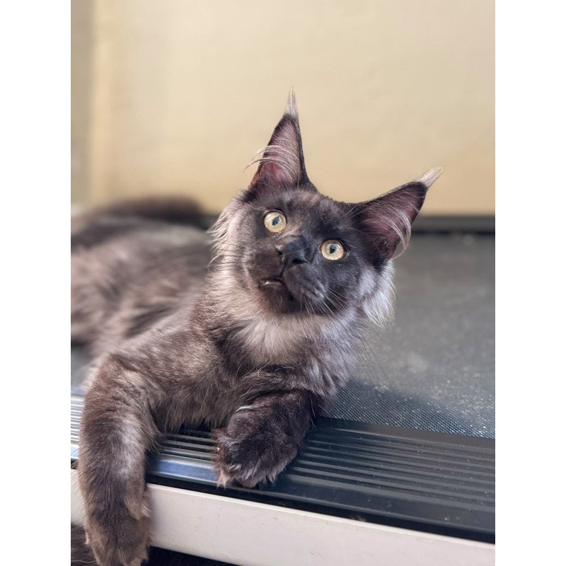 Maine Coon NOV Hesperus