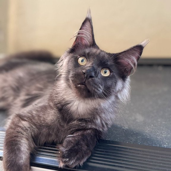 Maine Coon NOV Hesperus