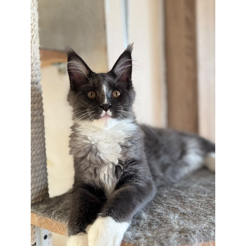 Maine Coon NOV Inti