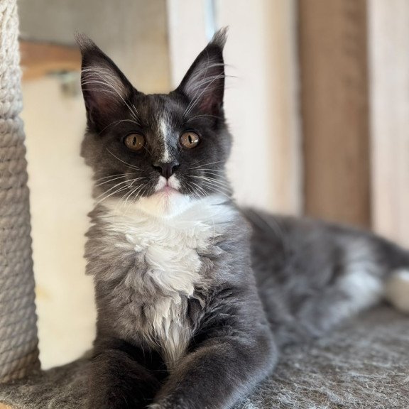 Maine Coon NOV Inti