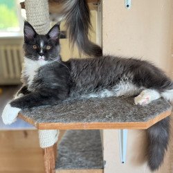 Maine Coon NOV Inti