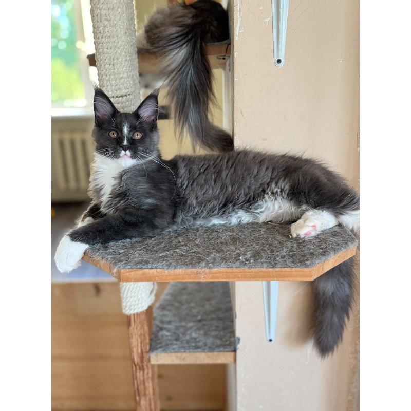 Maine Coon NOV Inti