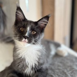 Maine Coon NOV Inti