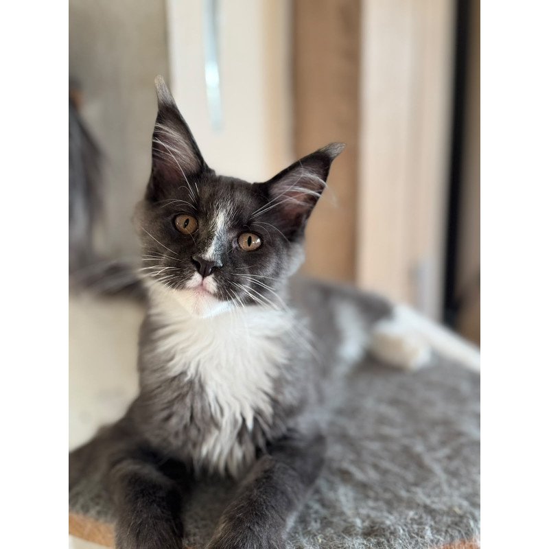 Maine Coon NOV Inti