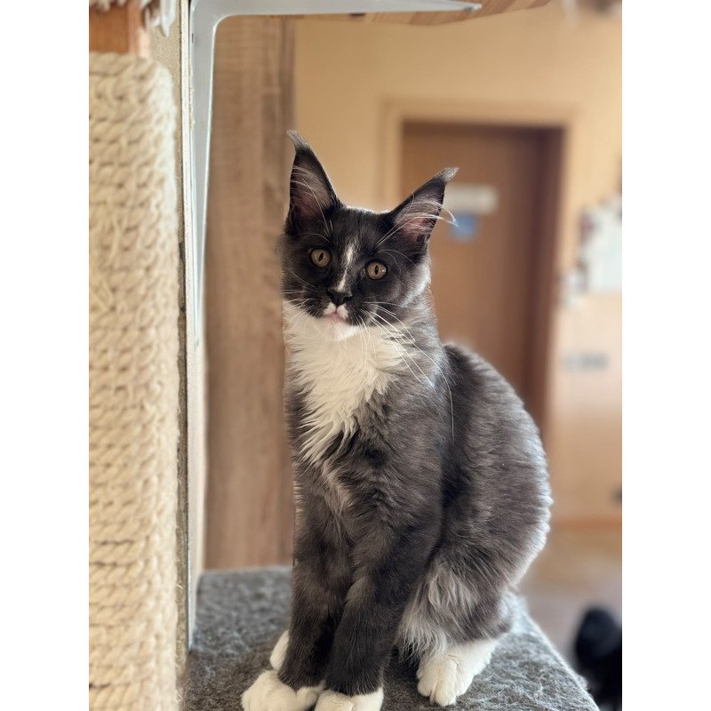 Maine Coon NOV Inti