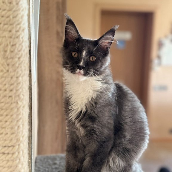 Maine Coon NOV Inti