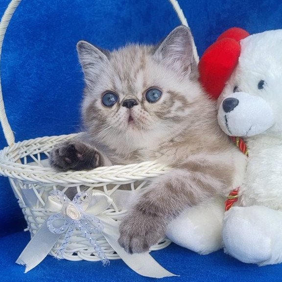 Exotic Henk