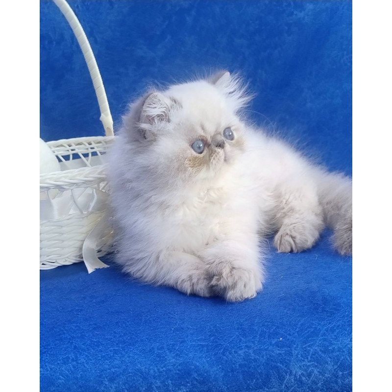 Persian Harry