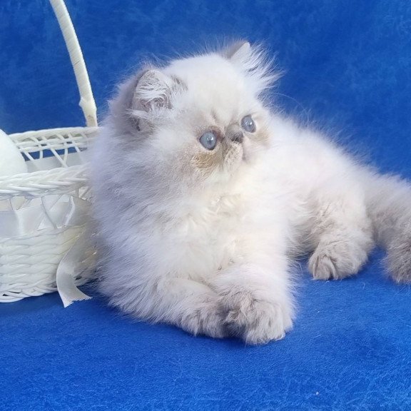 Persian Harry