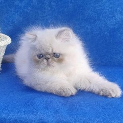 Persian Harry