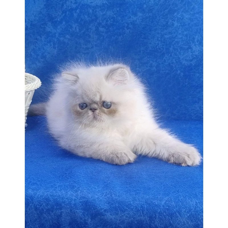 Persian Harry