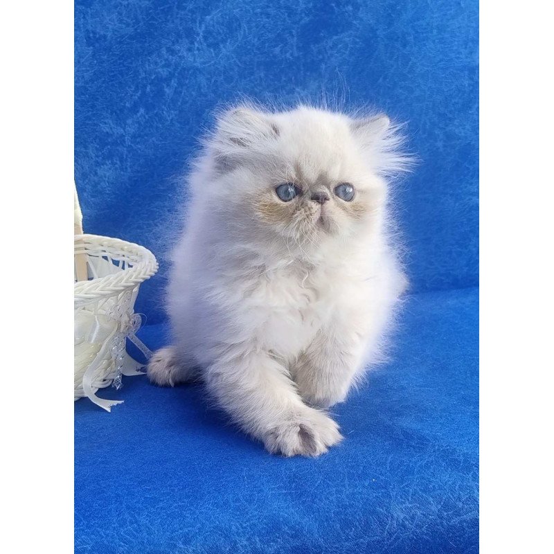Persian Harry