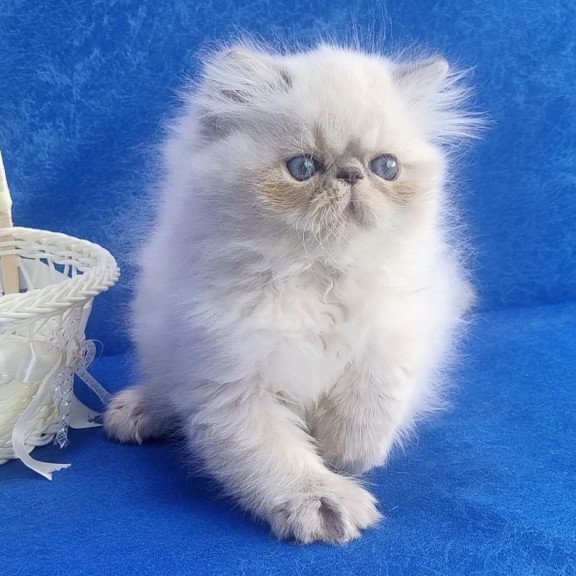 Persian Harry