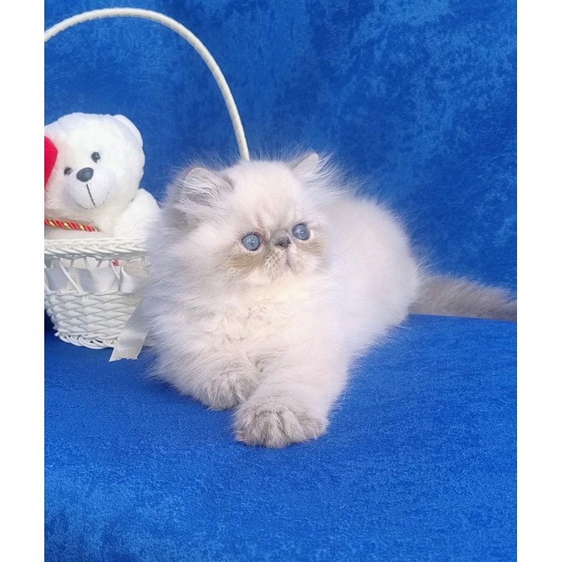 Persian Harry
