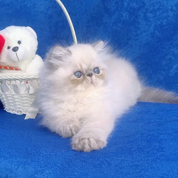Persian Harry