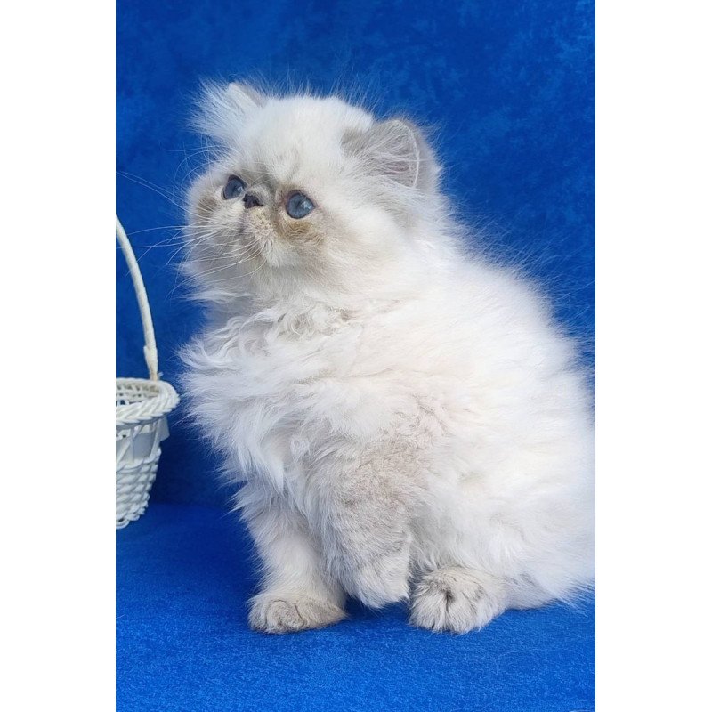 Persian Harry